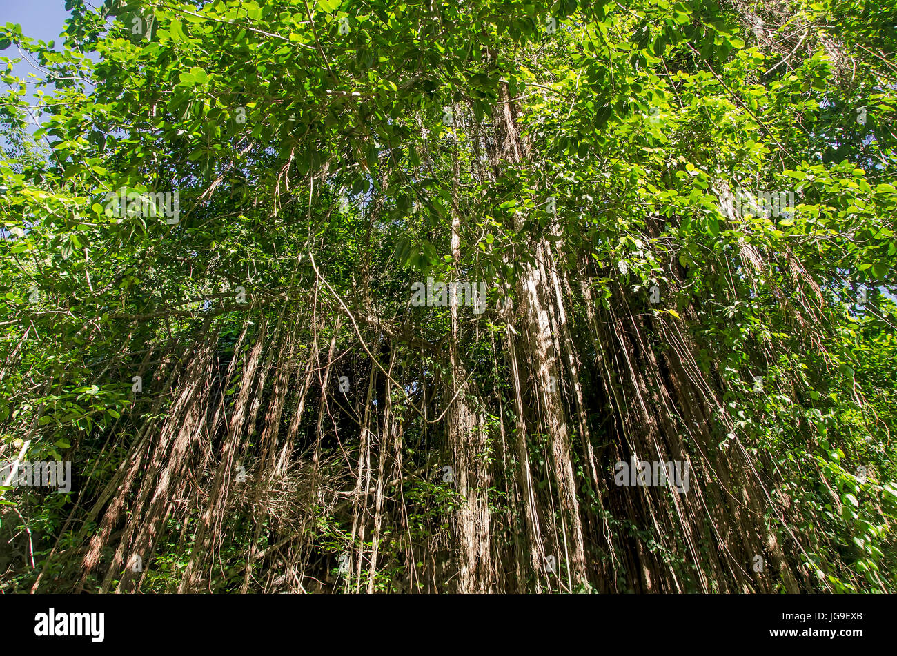 Bearded fig tree Barbados national tree Stock Photo