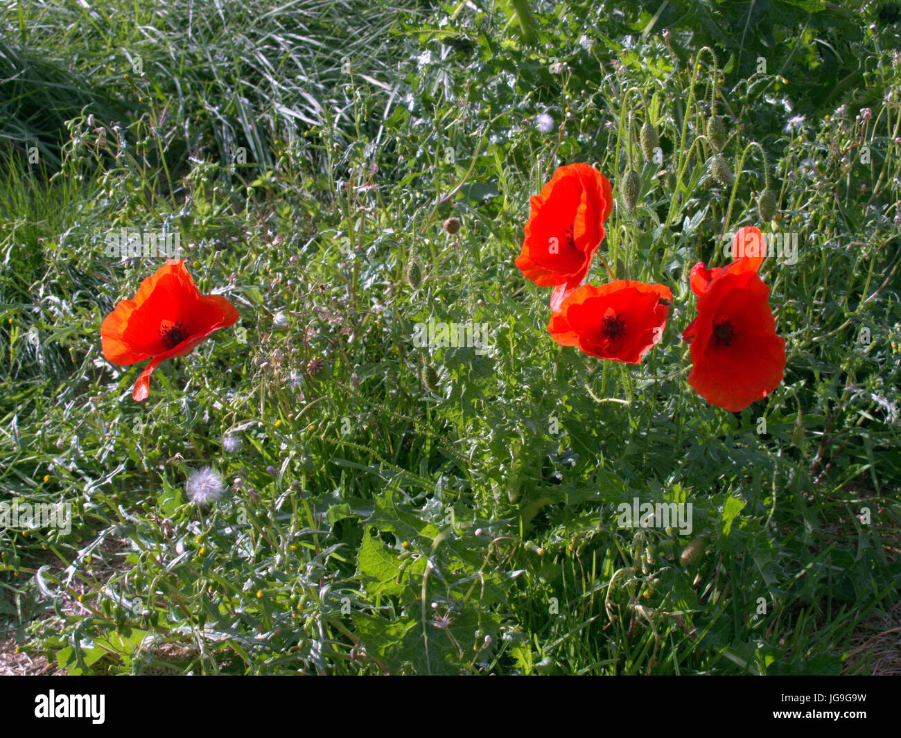 red poppies in a field of green grass Stock Photo