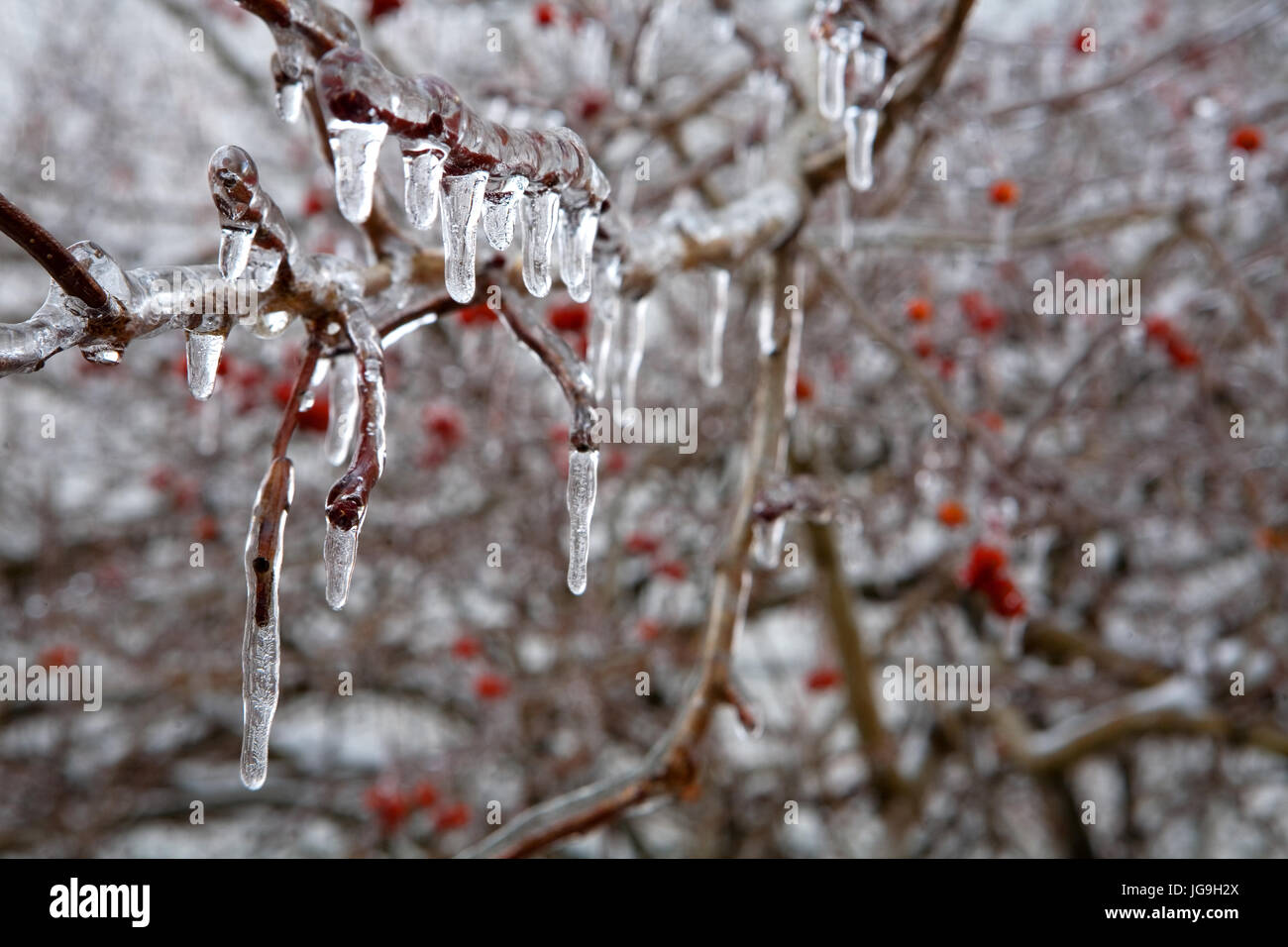Red berries in beautiful ice drops. After the icy rain. Russia. Stock Photo