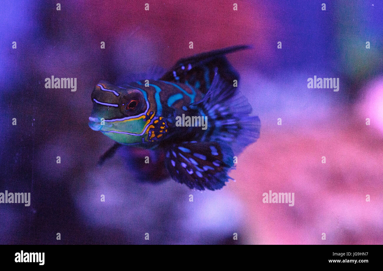 Mandarin goby is also called the Mandarin dragnet Synchiropus splandidus in a reef aquarium Stock Photo