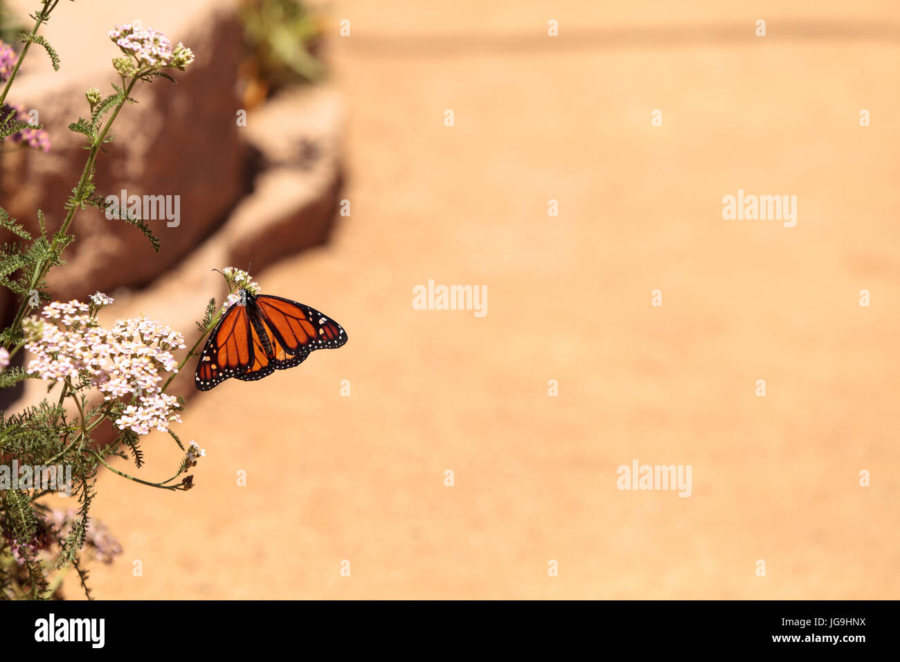 Monarch butterfly, Danaus plexippus, in a butterfly garden on a flower ...