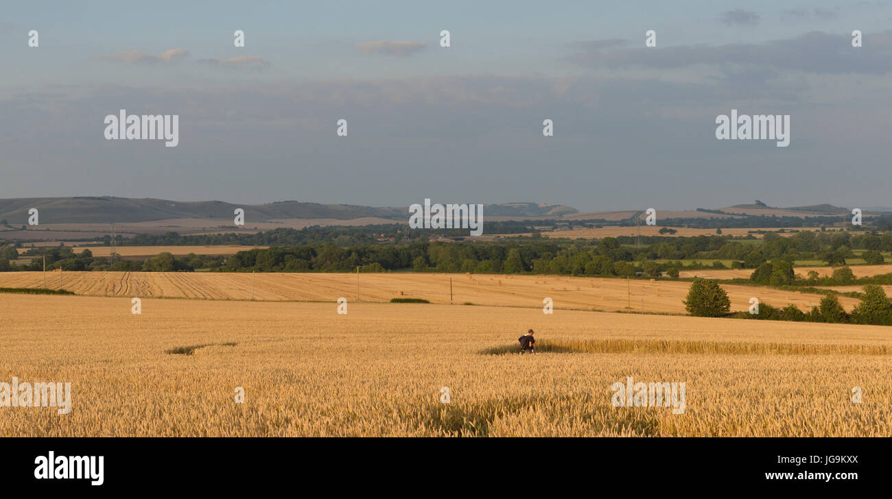 Inspecting a crop circle Vale of Pewsey Wiltshire England UK Stock Photo