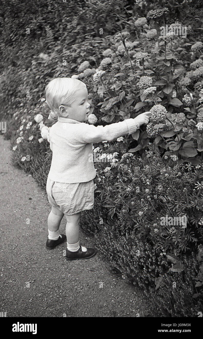 1940, England, wartime, a newly evacuateed infant child from London picks a flower in the grounds of Stanstead Hall, Essex, the country home of Lady Butler (Sydney Courtauld) wife of Conservative politican and minister Rab Butler. Stock Photo