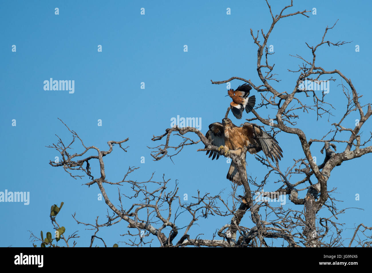 Zambia, South Luangwa National Park. Young African hawk-eagle (Aquila ...