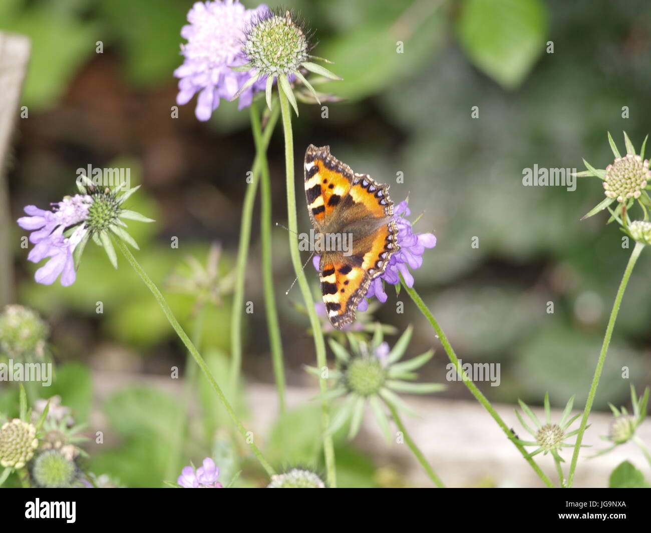 Small tortoiseshell butterfly and blue scabious flowers Stock Photo - Alamy