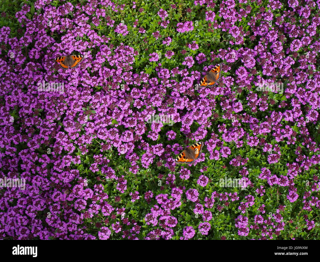 Small tortoiseshell butterfly on a carpet of thyme Stock Photo