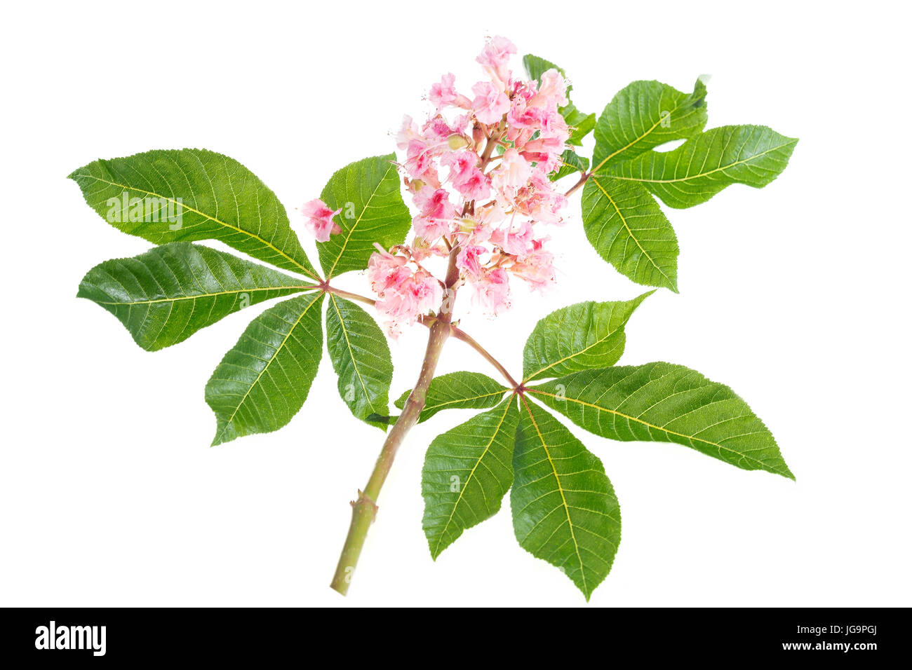 pink flowers of horse chestnut closeup Stock Photo