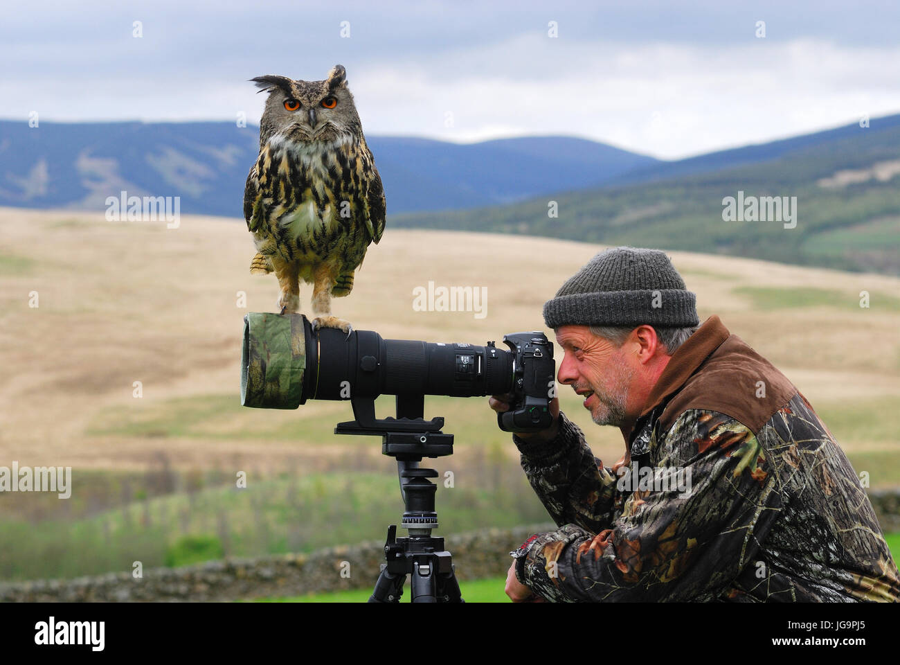 European Eagle Owl on photographers camera Stock Photo