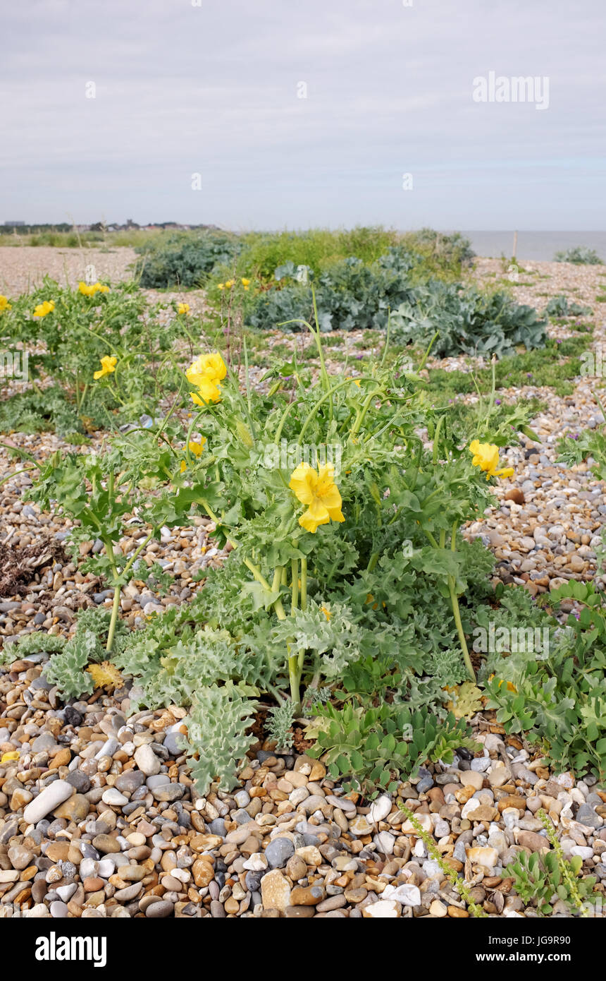 Aldeburgh Suffolk UK June 2017 - Protected area The Haven of beach where rare plants grow such as  Yellow horned poppies, sea kale and purple-flowerin Stock Photo