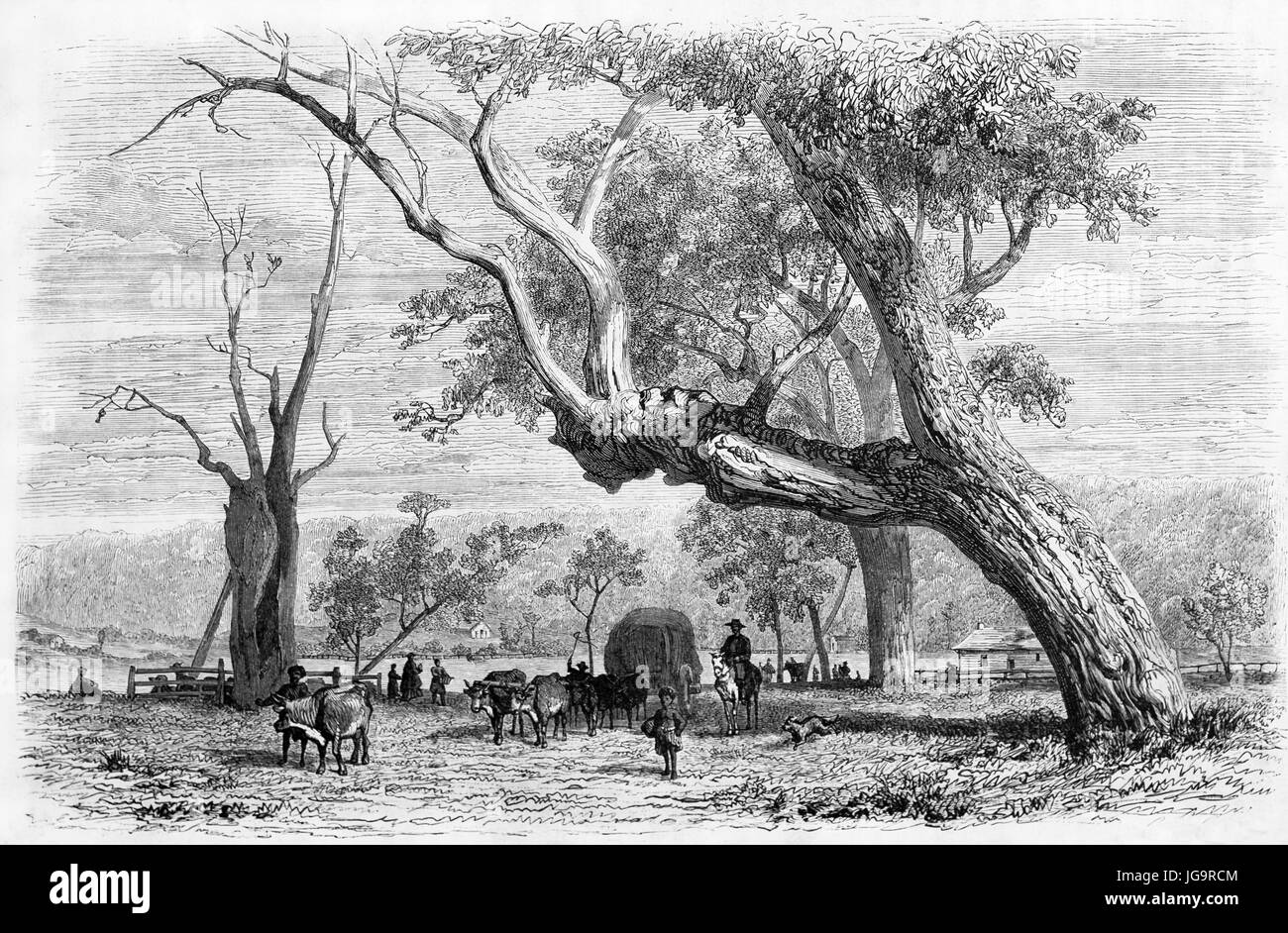 Coming back from livestock market to Dalry station, Victoria state, Australia. Created by Girardet, after photo of unknown author, published on Le Tou Stock Photo
