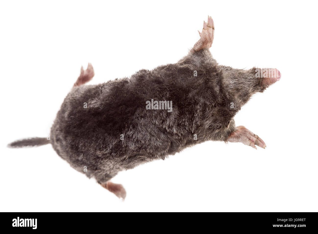 The European mole on white background Stock Photo