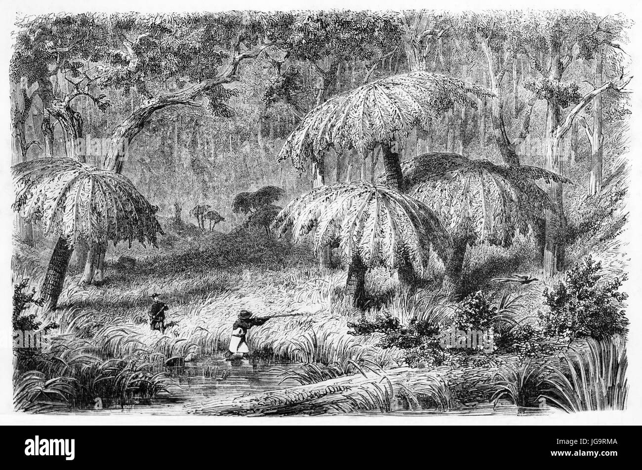 Two gunned hunters pointing to a Lyrebird in the deep tangled vegetation, Australia. Ancient grey tone etching style art by Rouyer, 1861 Stock Photo