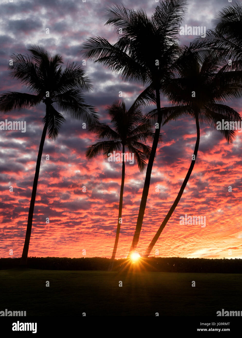Oahu beach palm trees hi-res stock photography and images - Alamy