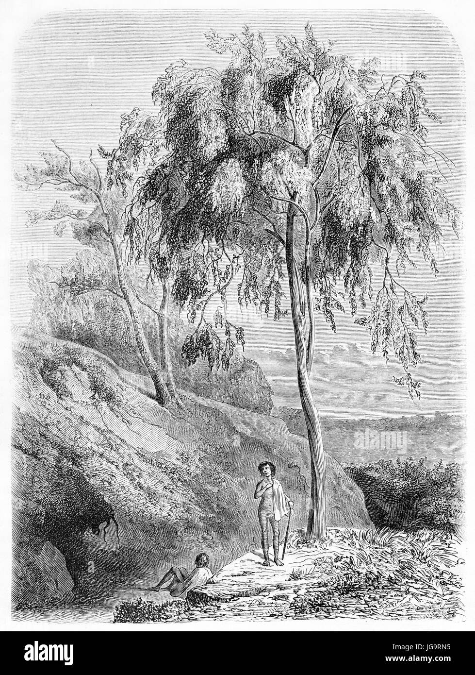 Plant of Metrosideros speciosa on a vegetated rock close to two little shepherd. Ancient grey tone etching style art by Rouier and Manini, 1861 Stock Photo