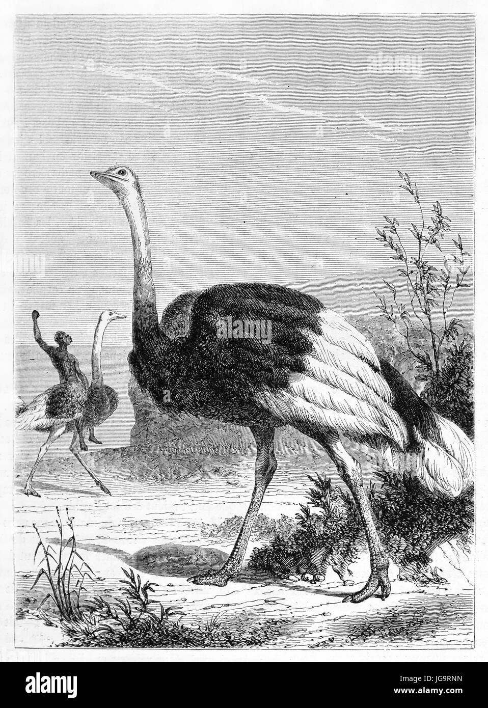 North African Ostrich (Struthio camelus camelus) and another exemplar with man on its back outdoor in wild nature. Art by Rouyer, 1861 Stock Photo