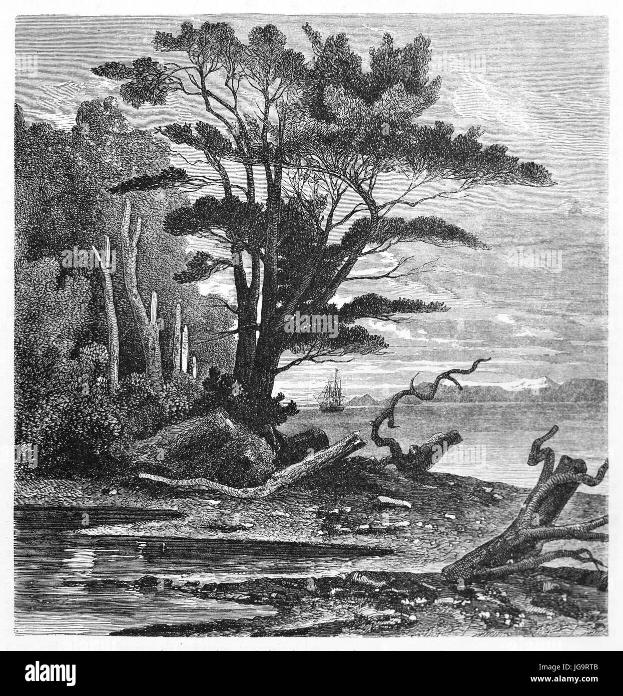 Puerto del Hambre (Port Famine), big tree on sunset in the north shore of the strait of Magellan, Chile. Ancient grey tone art by De Bérard, 1861 Stock Photo