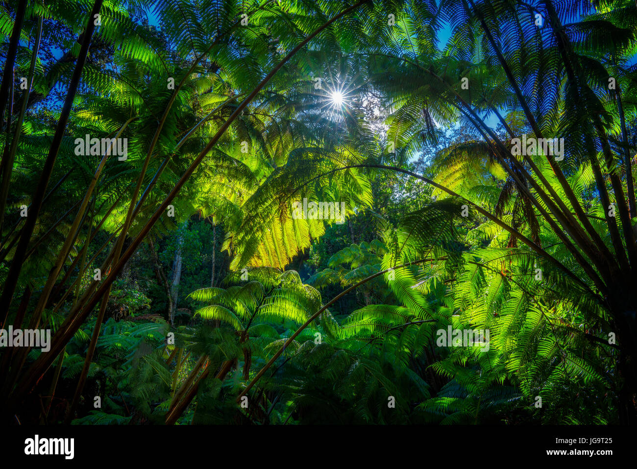 Rainforest on big island hawaii hi-res stock photography and images - Alamy