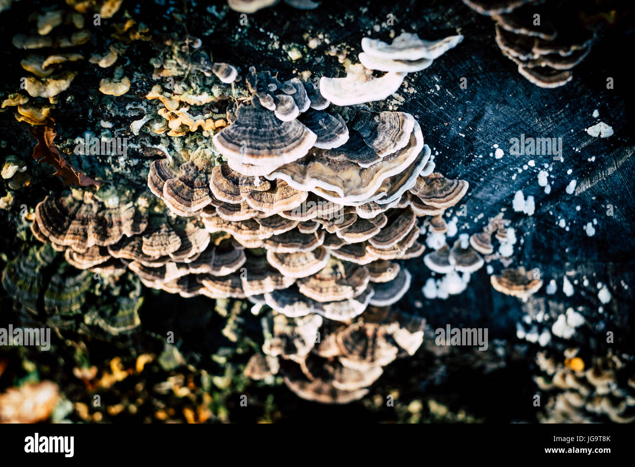 mushrooms families on old sawed wood trunk Stock Photo