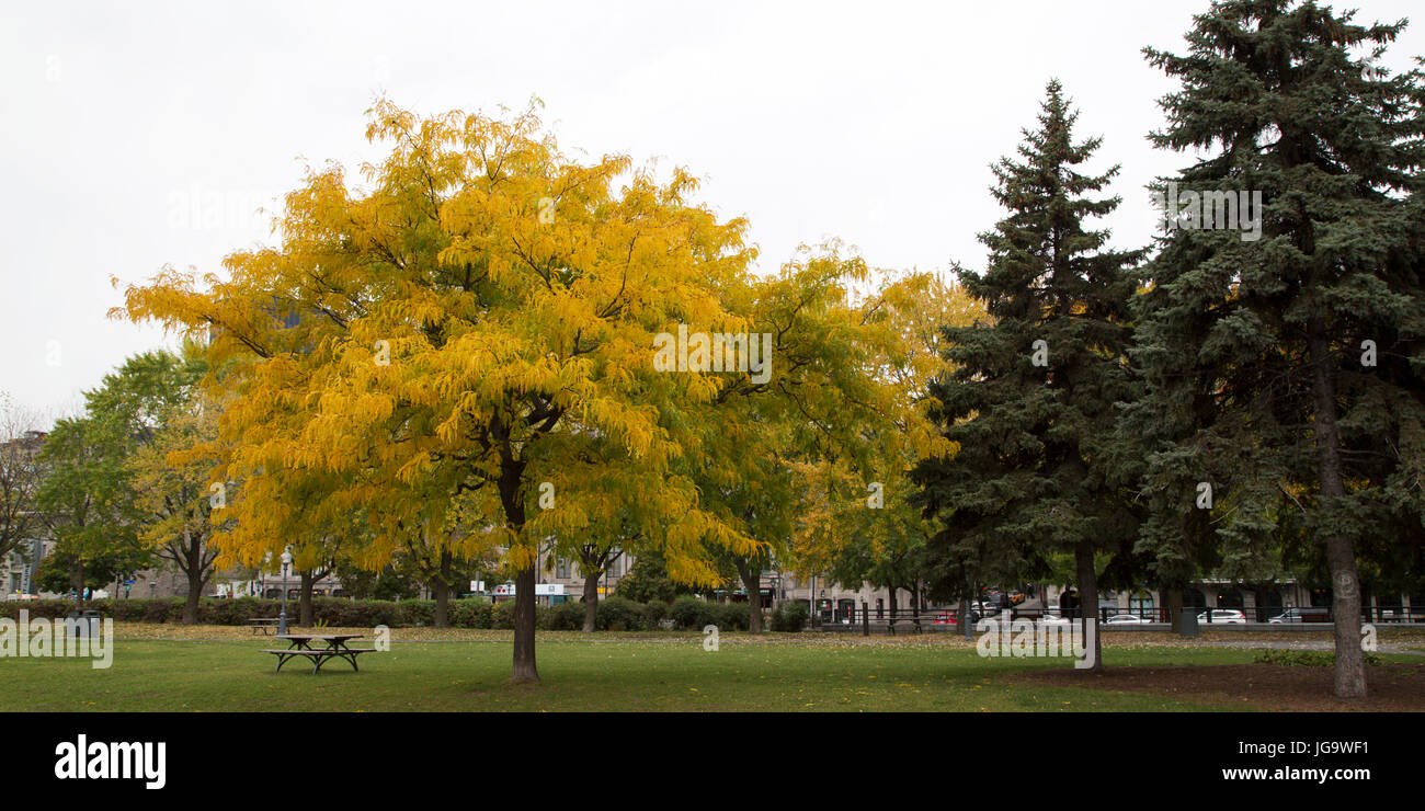 Trees with leaves showing autumn colours at the Parc du Bassin