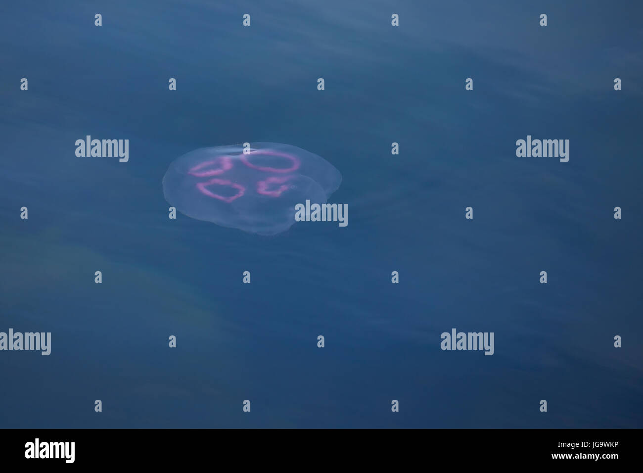 Ohrenqualle, Ohren-Qualle, Qualle, Quallen, Meduse, Aurelia aurita, moon jelly, moon jellyfish, common jellyfish, saucer jelly, La méduse commune, Aur Stock Photo