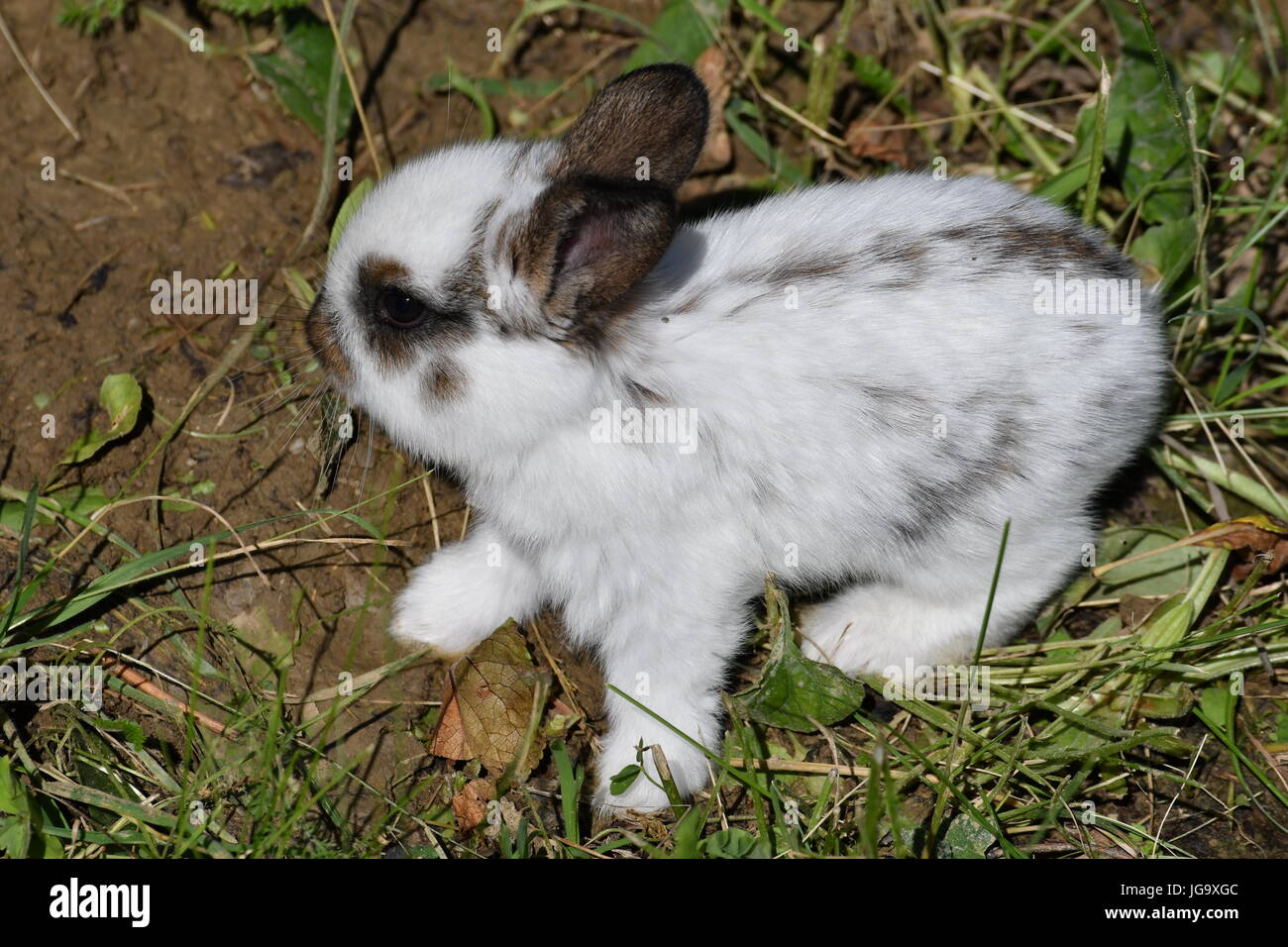 rabbits grazing the grass on the meadow Stock Photo Alamy