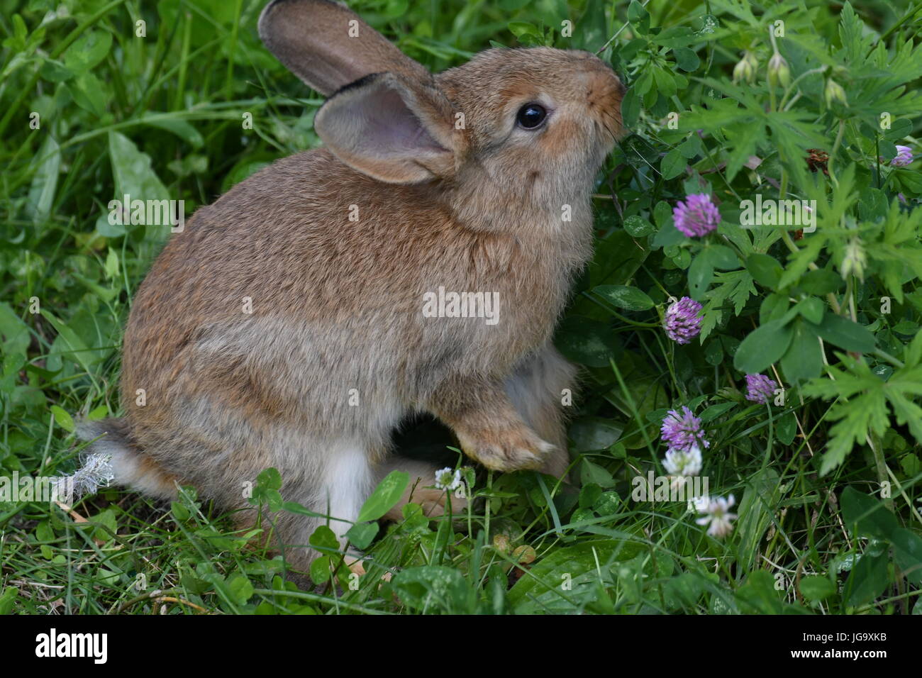 rabbits grazing the grass on the meadow Stock Photo Alamy