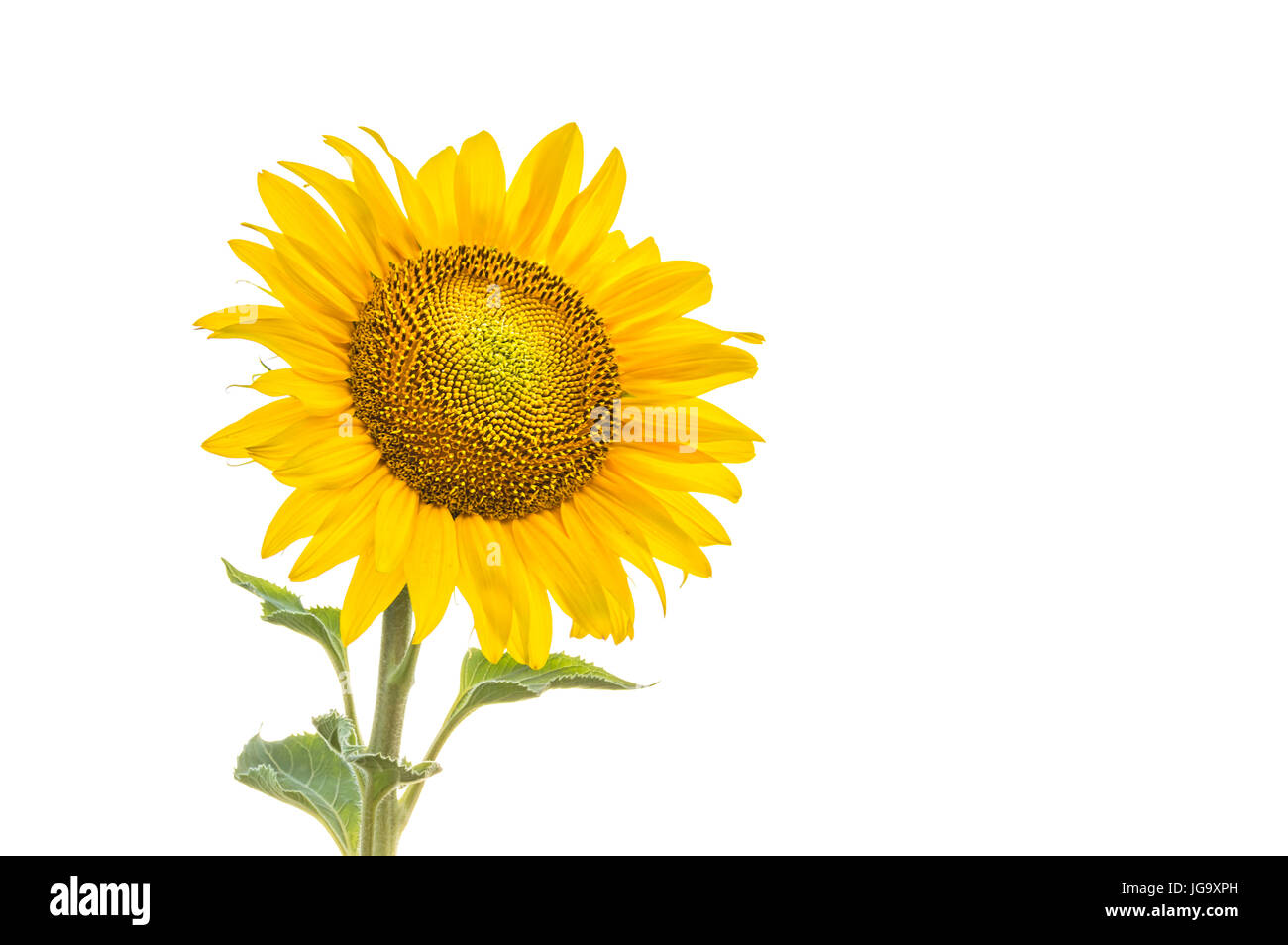 Beautiful sunflower isolated on white background Stock Photo - Alamy