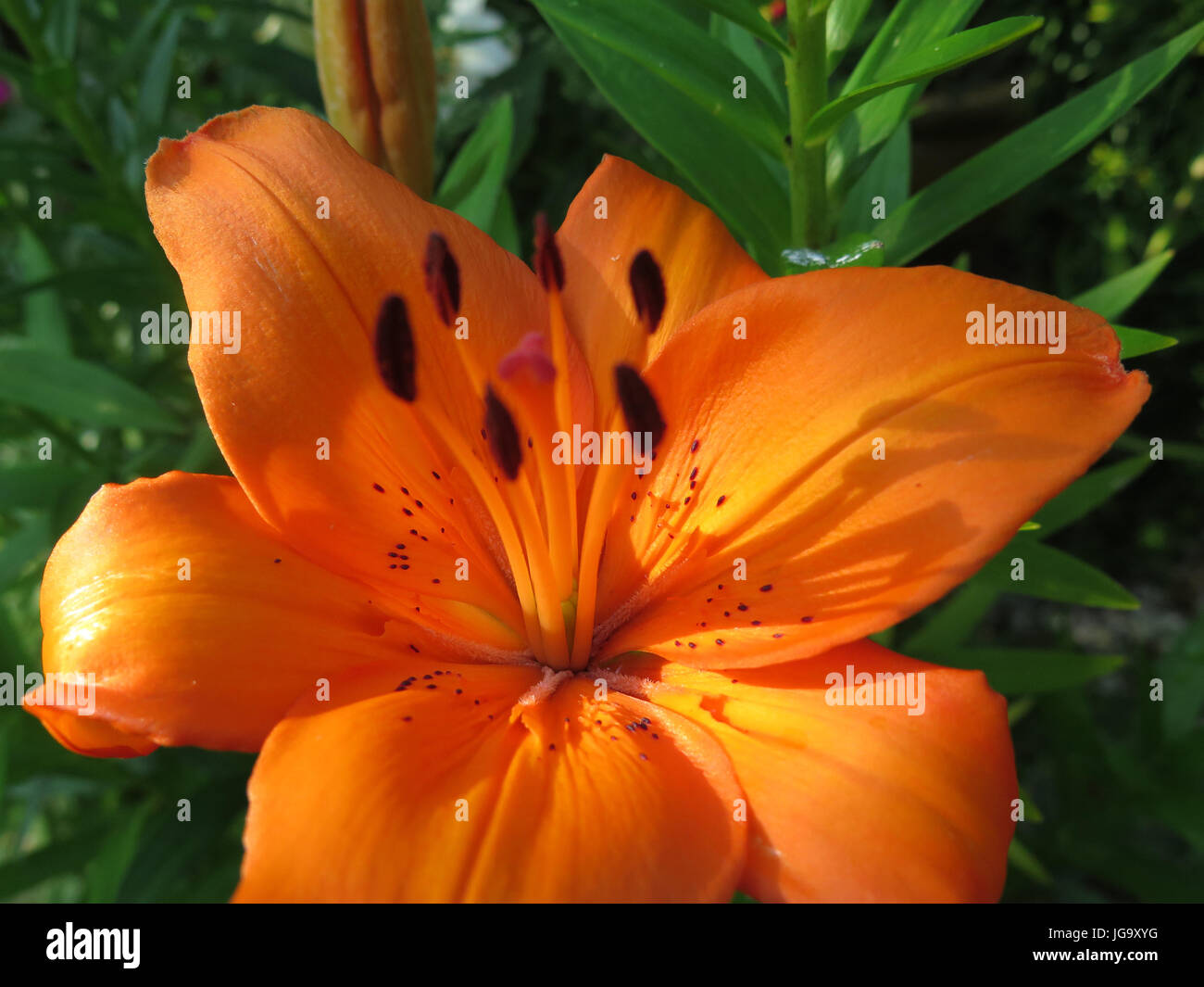 Longiflorum asiatic lilies hi-res stock photography and images - Alamy