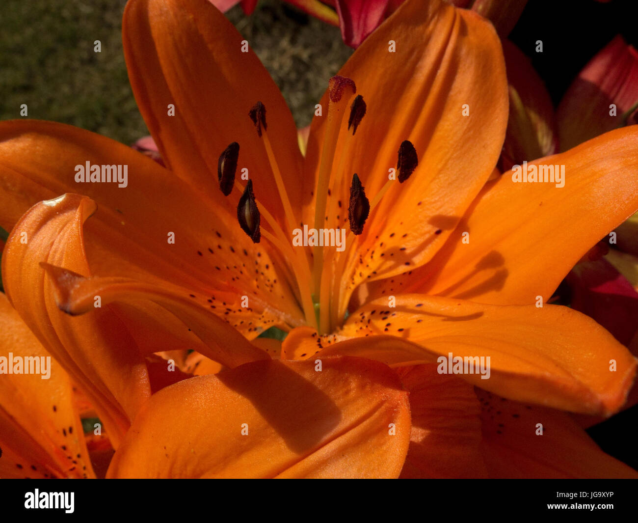 Lilies Stock Photo