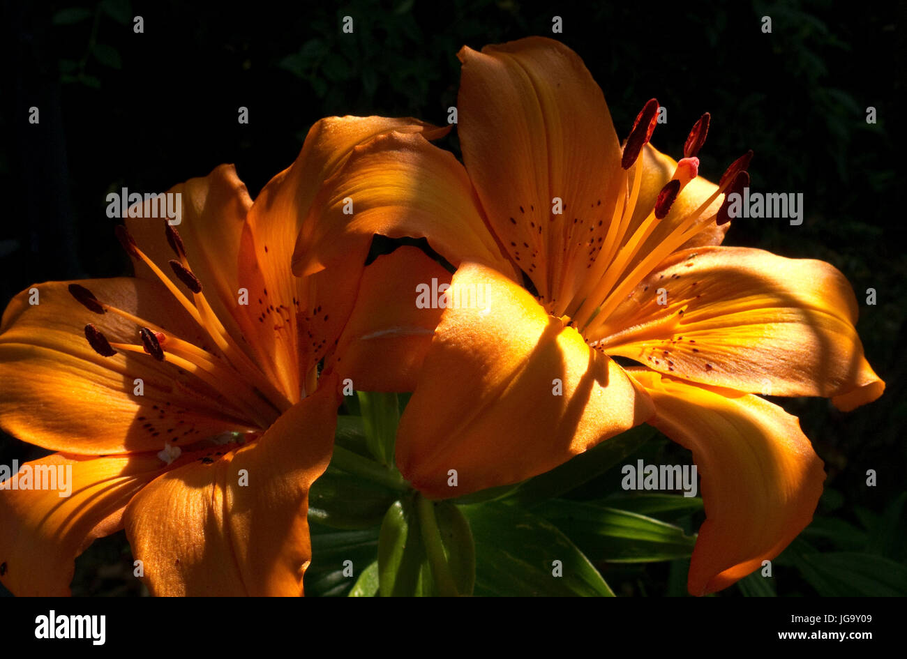 Lilies lilium longiflorum liliaceae hires stock photography and images
