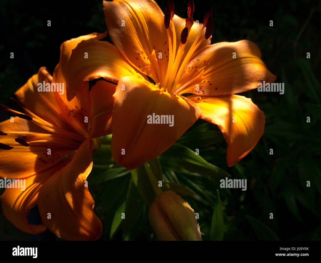 Lilies lilium longiflorum liliaceae hires stock photography and images