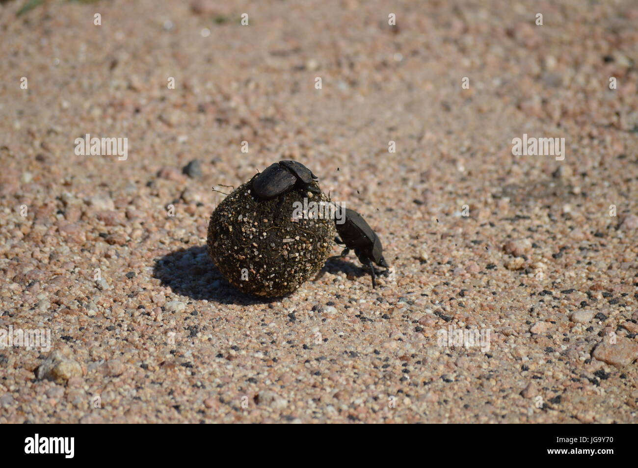 Male and Female Dung Beetle on and around dung ball Stock Photo