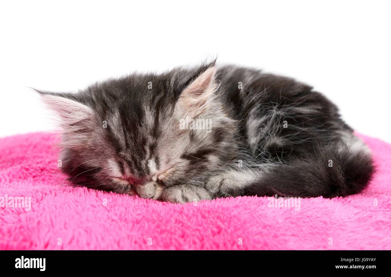 Kitty sleeping on a pillow Stock Photo Alamy
