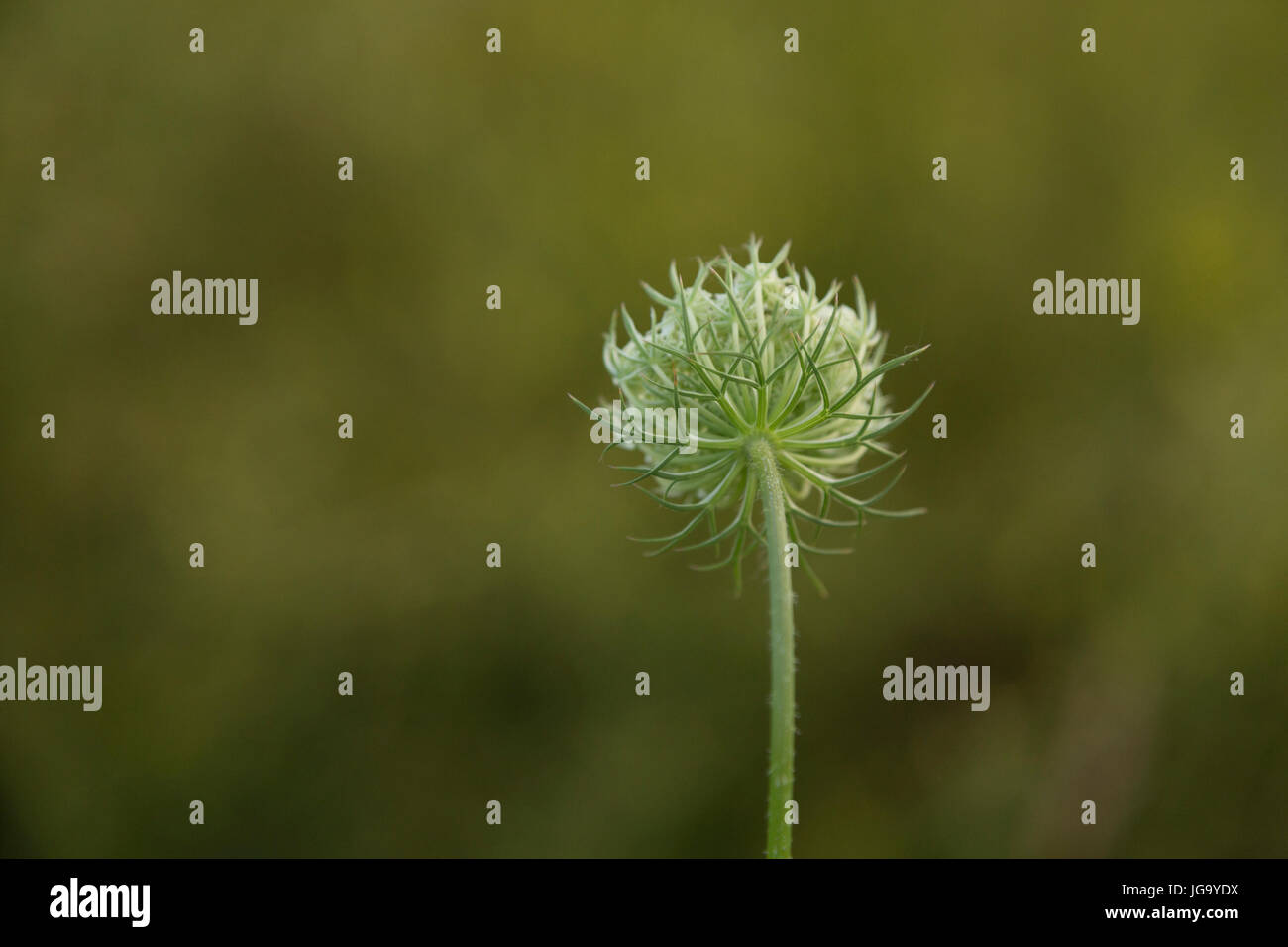 Queen Anne's lace flower and stem seen from behind. Stock Photo