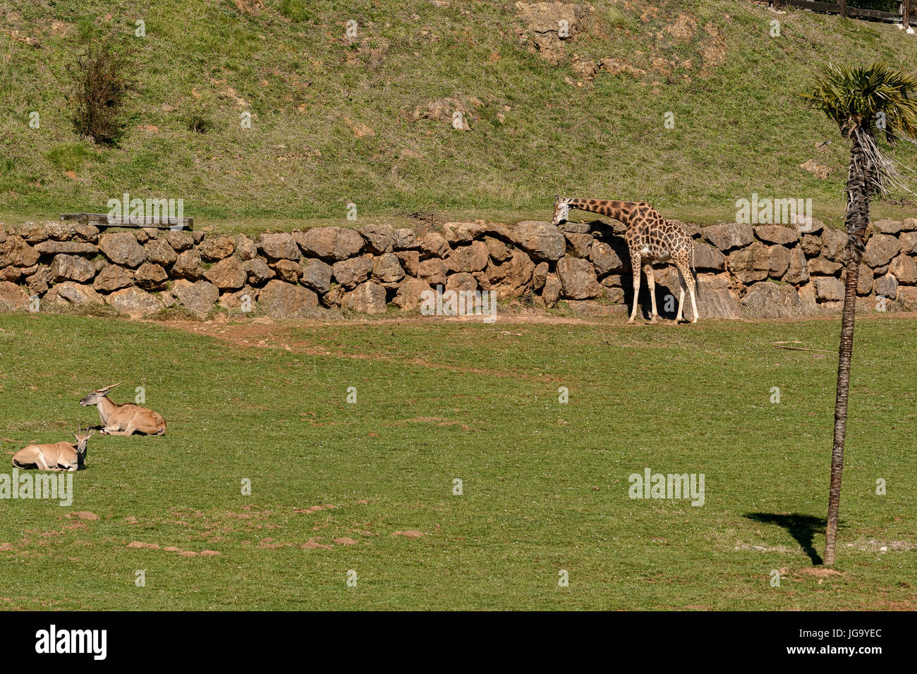 Eland and giraffe in the Parque de la Naturaleza de Cabarceno, Cantabria, Spain, Europe Stock Photo