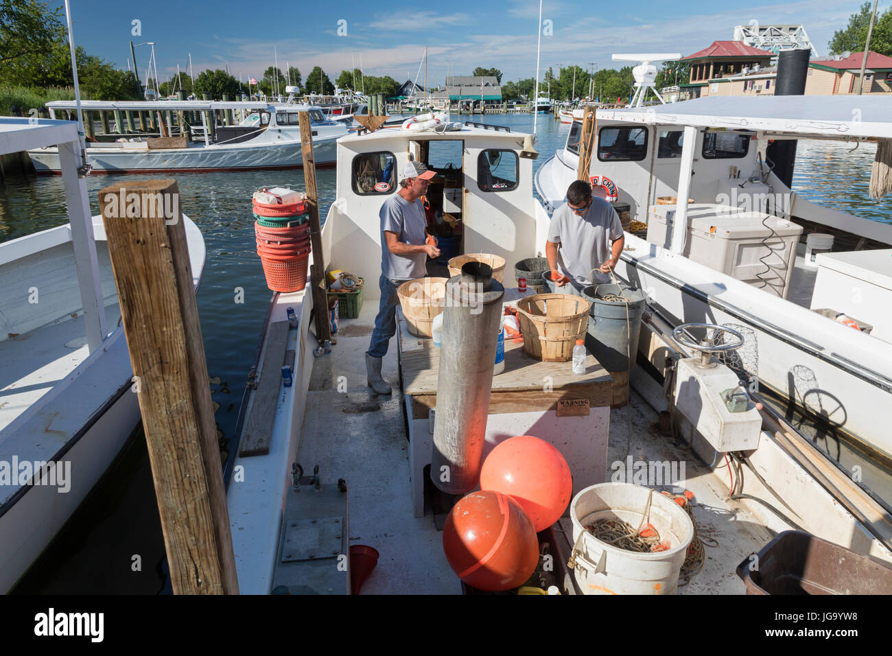 Tilghman Island, Maryland - Commerical crab fisherman on the Chesapeake Bay bait their fishing line with mussels. Stock Photo