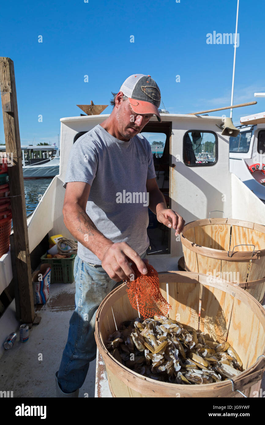 Tilghman Island, Maryland - A commerical crab fisherman on the Chesapeake Bay prepares bait for a fishing line. Stock Photo