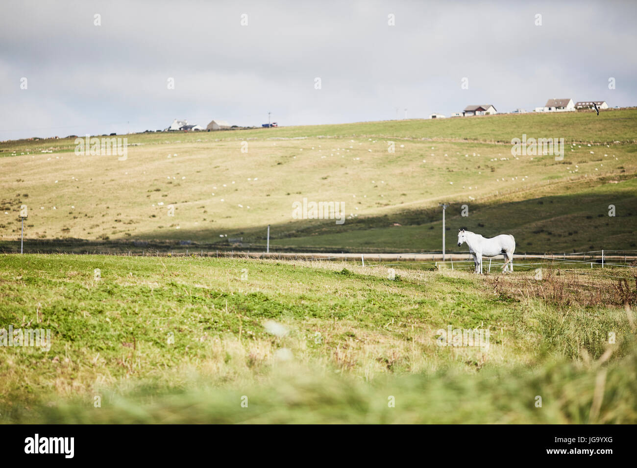 Magic bay horse hires stock photography and images Alamy