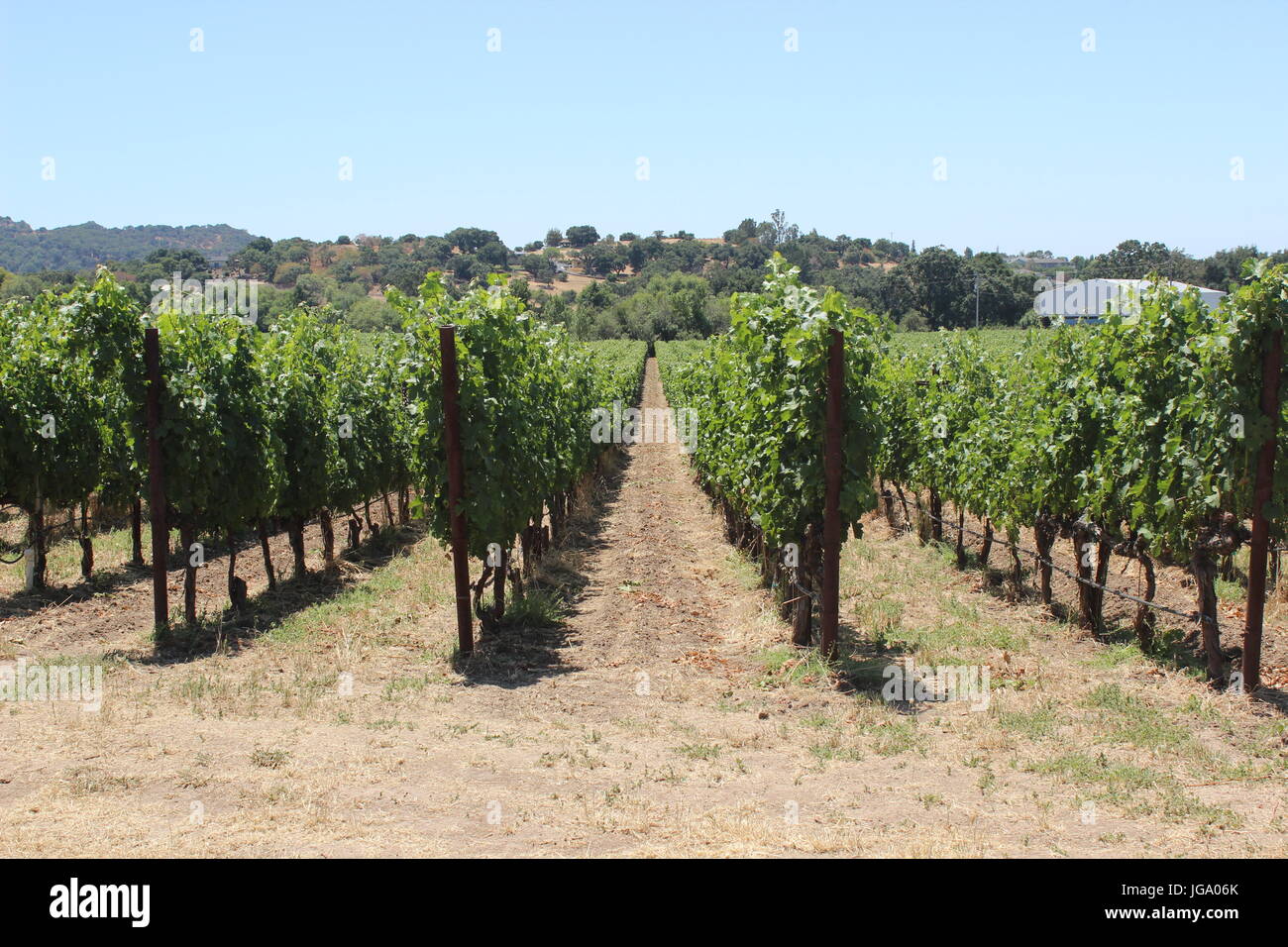 Vineyards, Coombsville, Napa Valley, California Stock Photo