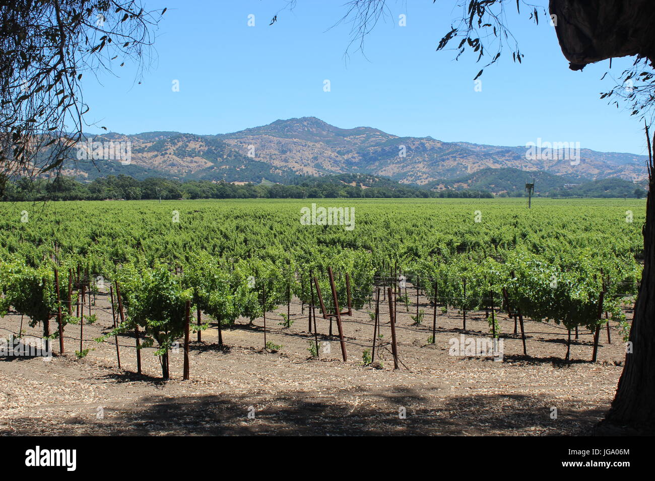 Vineyards, Yountville, Napa Valley, California Stock Photo