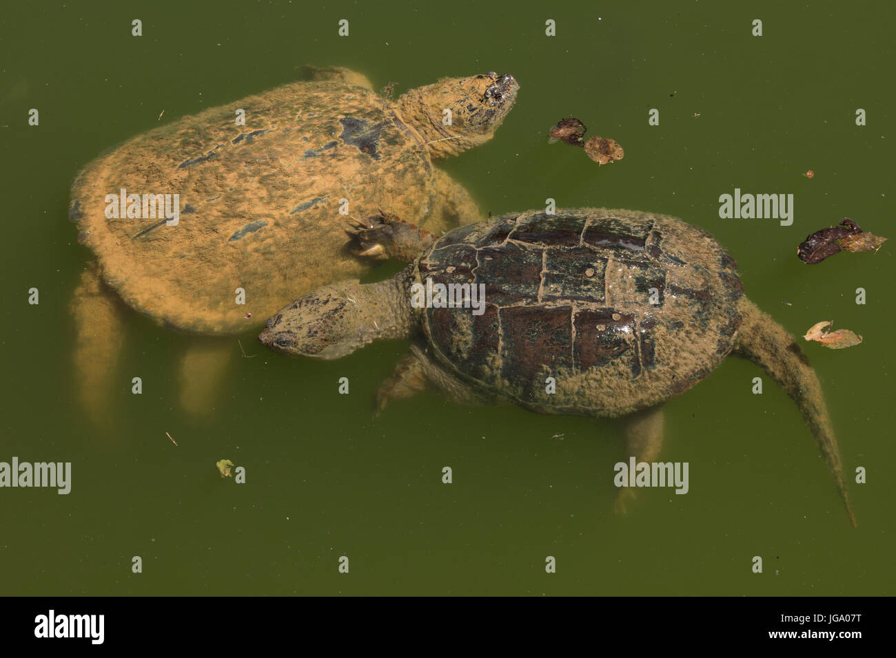 Turtle shell hi-res stock photography and images - Alamy
