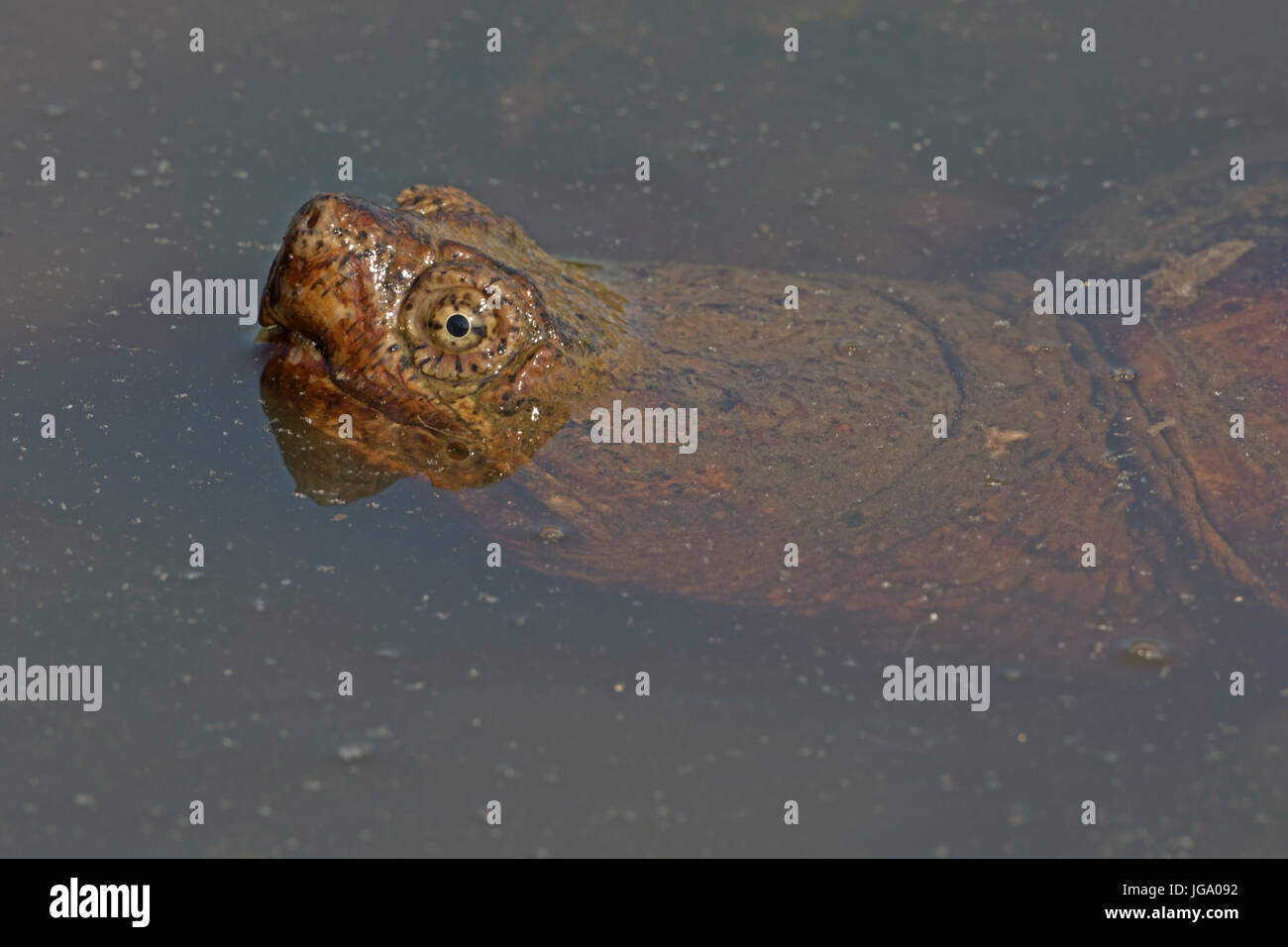 snapping turtle, Chelydra serpentina, Virginia Stock Photo - Alamy