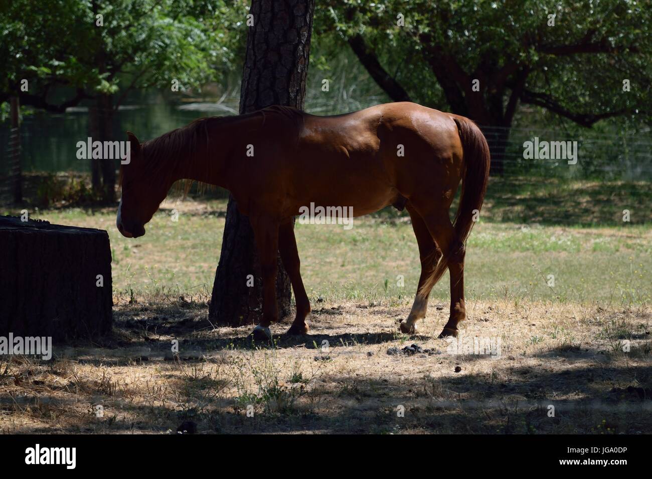 A horse enjoys the sun in Napa Valley, California Stock Photo