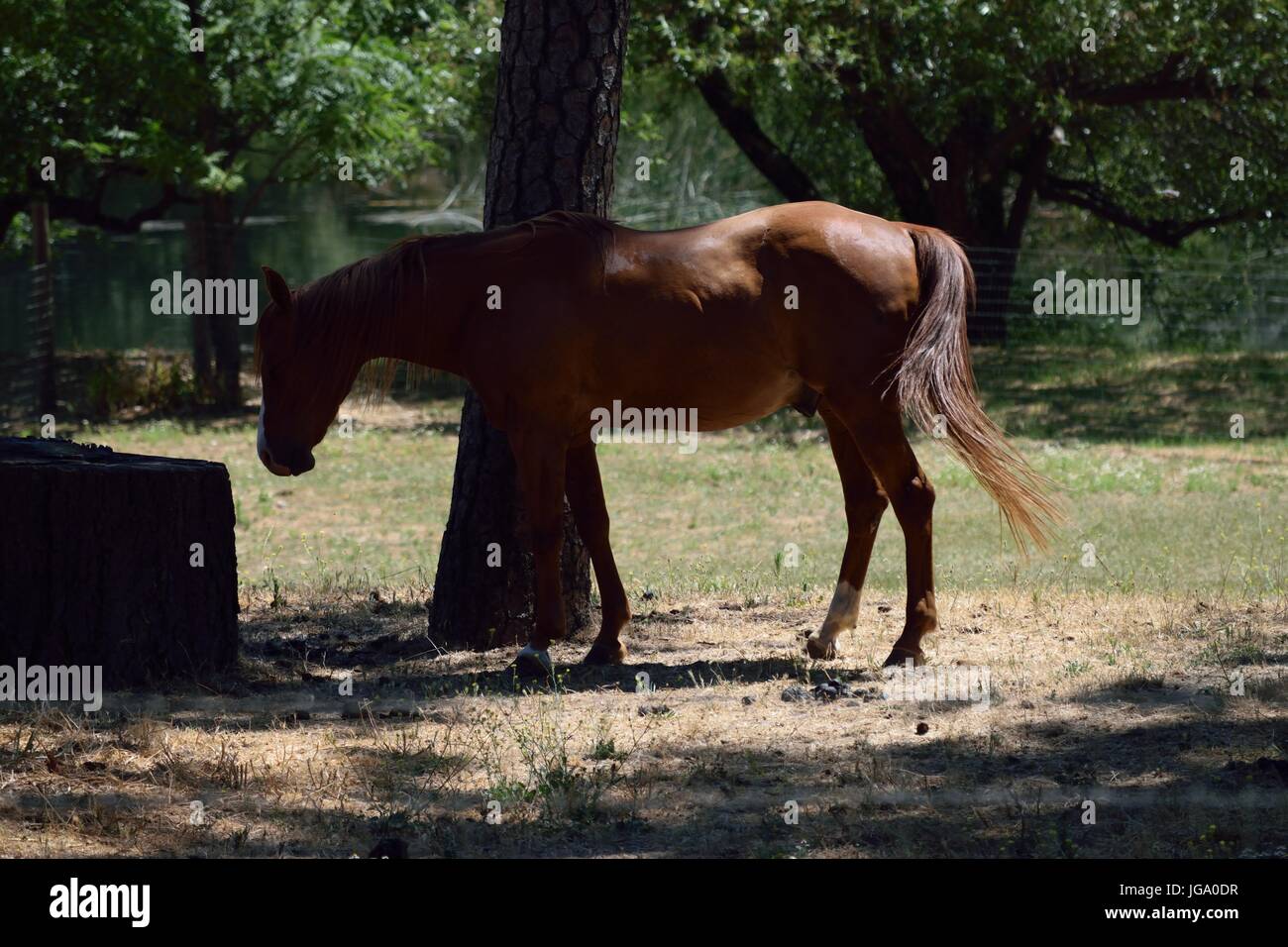 A horse enjoys the sun in Napa Valley, California Stock Photo