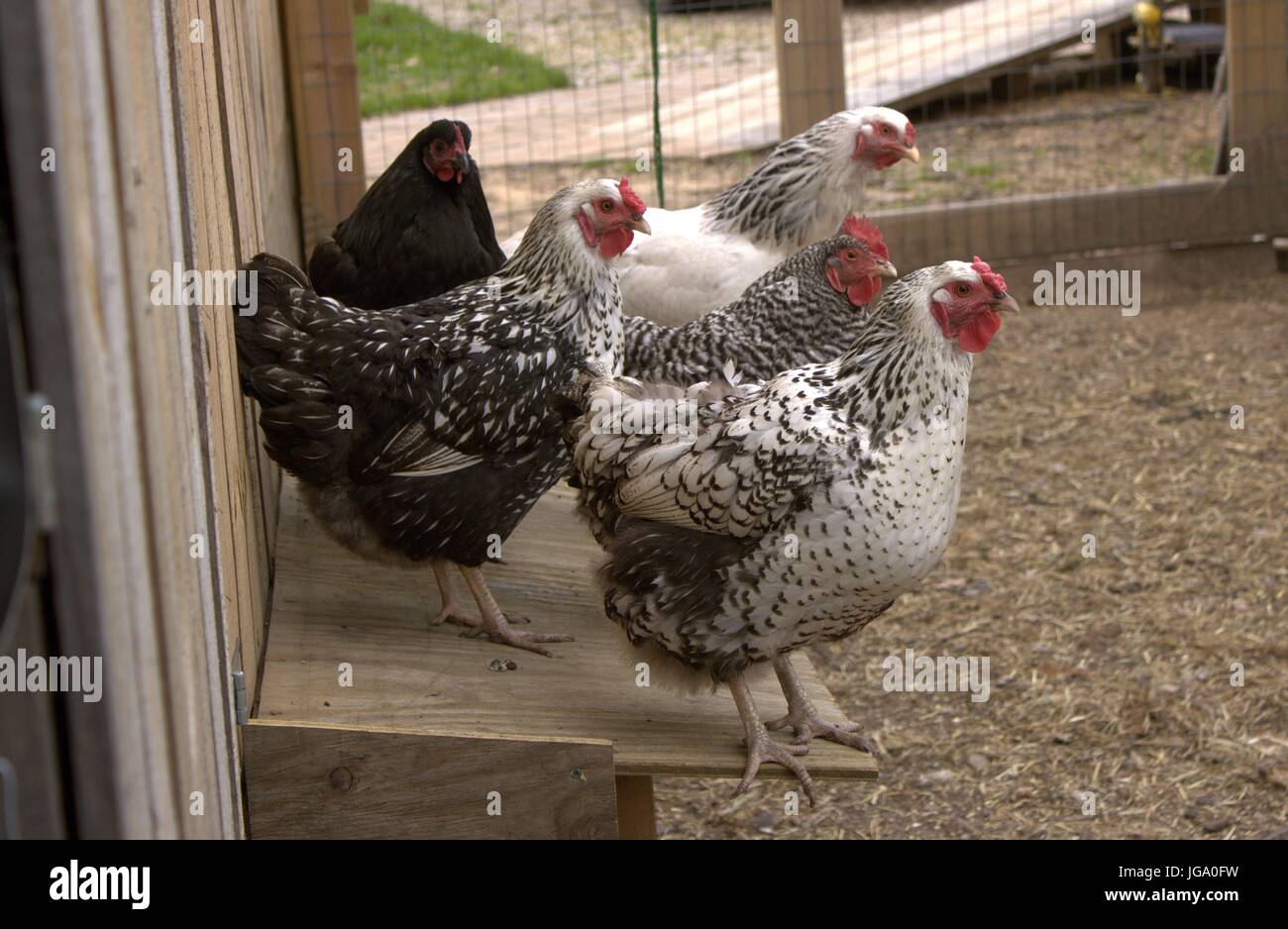 black jersey giant hen