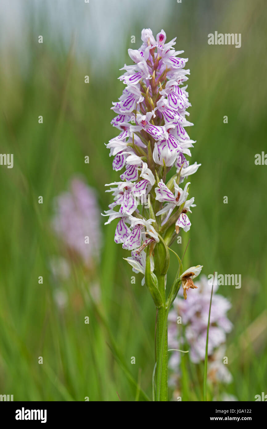 Heath spotted-orchid Stock Photo