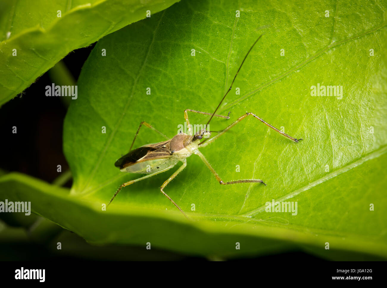 Alydidae bug hidden on a tree leaf Stock Photo