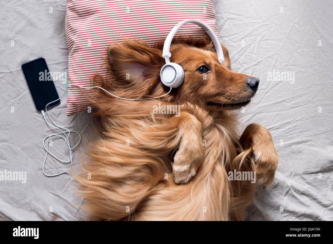 Can Dogs Hear Music Through Headphones