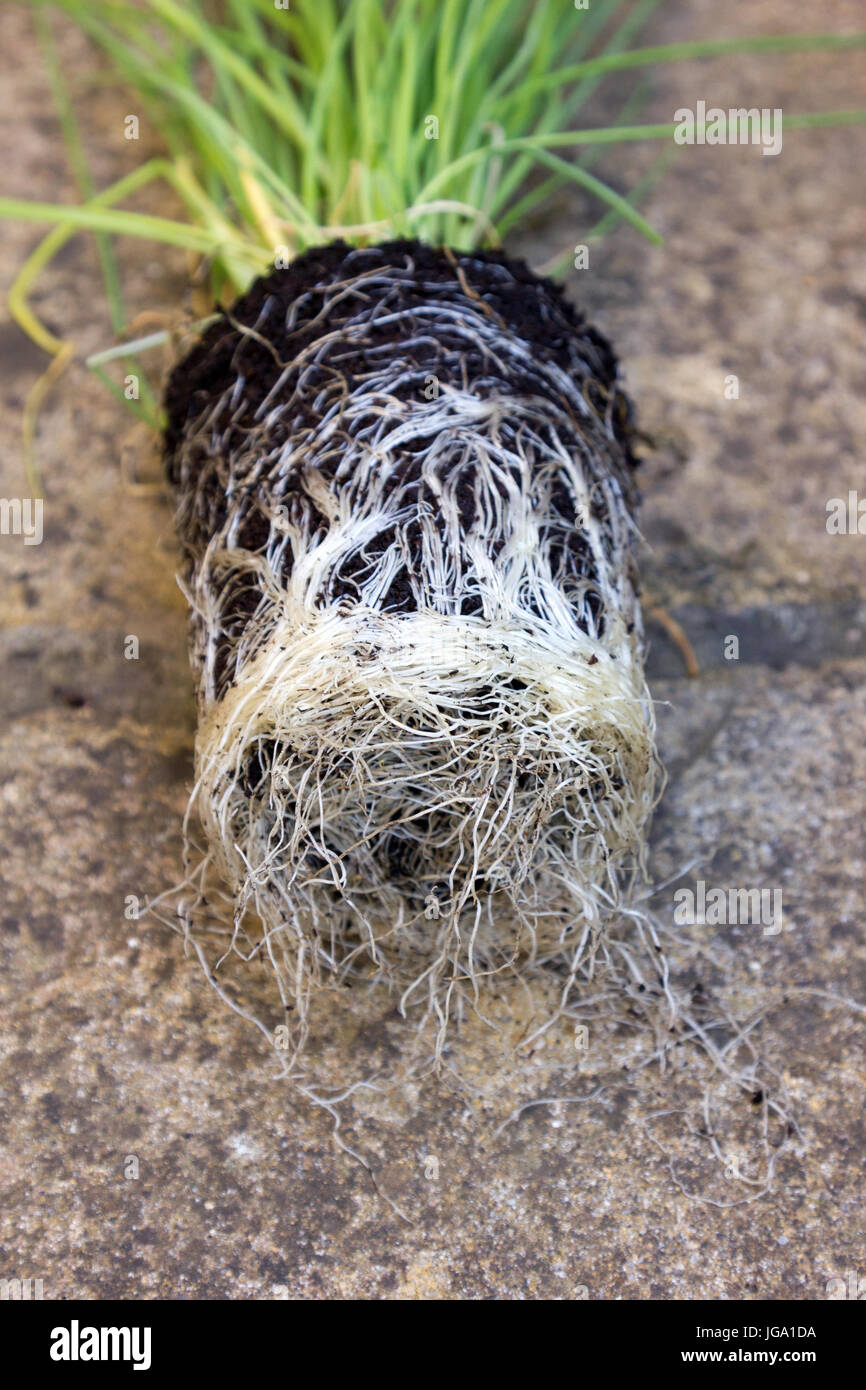 Chive plant with pot-bound root ball Stock Photo