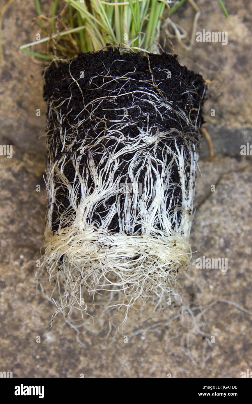 Chive plant with pot-bound root ball Stock Photo
